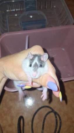 Don rat mâle – Rongeur à donner à Montreuil (93)