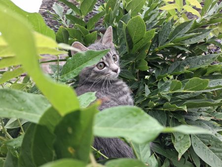 Donne 2 chatons nés le 2 juin dernier, propres et sevrés contre bons soins. Donne 2 chatons nés le 2 juin dernier, propres et sevrés contre bons soins. – Chat / Chaton à donner à St Privat 19220 (19) (photo 2)