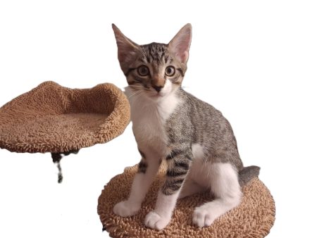 Donne 2 chatons nés le 2 juin dernier, propres et sevrés contre bons soins. Donne 2 chatons nés le 2 juin dernier, propres et sevrés contre bons soins. – Chat / Chaton à donner à St Privat 19220 (19) (photo 3)