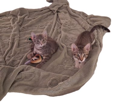 Donne 2 chatons nés le 2 juin dernier, propres et sevrés contre bons soins. – Chat / Chaton à donner à St Privat 19220 (19)