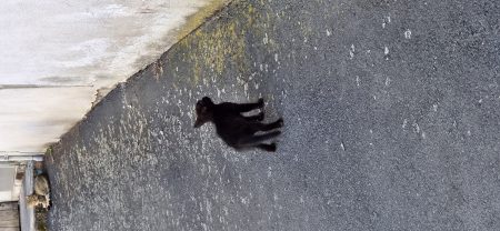 Donne 5 chatons – Chat / Chaton à donner à Marmanhac (15) (photo 2)