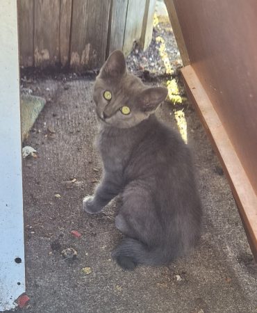 Donne 5 chatons – Chat / Chaton à donner à Marmanhac (15) (photo 3)