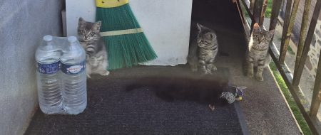 Donne 5 chatons – Chat / Chaton à donner à Marmanhac (15)