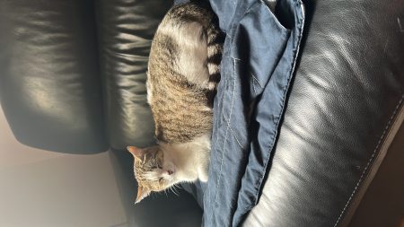 Donne chat 3 ans – Chat / Chaton à donner à Saint Cyr L´école (78) (photo 2)
