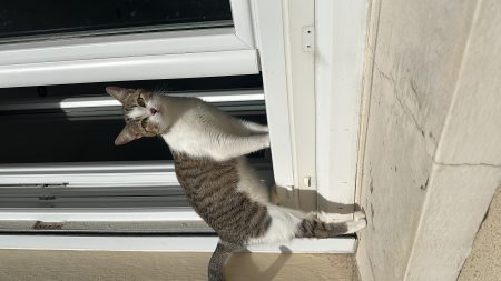Donne chat 3 ans – Chat / Chaton à donner à Saint Cyr L´école (78) (photo 3)