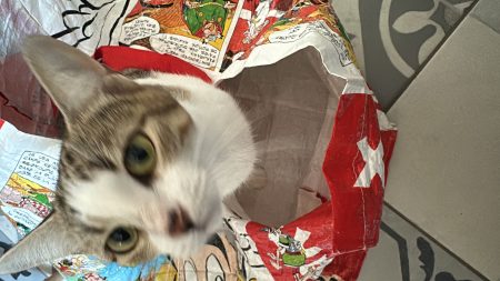 Donne chat 3 ans – Chat / Chaton à donner à Saint Cyr L´école (78)