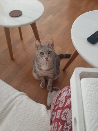 Donne chat 9 ans – Chat / Chaton à donner à Lyon (69) (photo 2)