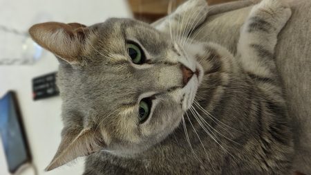 Donne chat 9 ans Donne chat 9 ans – Chat / Chaton à donner à Lyon (69)