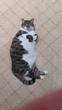 Donne Chat – Chat / Chaton à donner à Villemomble (93)