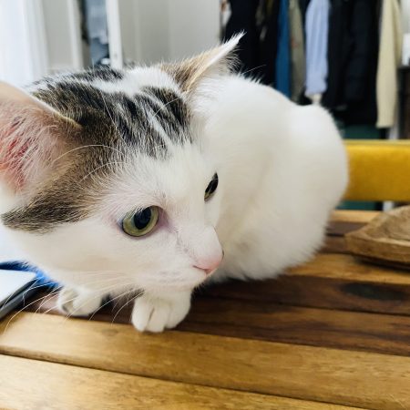 Donne chat mâle Adulte – Chat / Chaton à donner à Paris (75) (photo 2)
