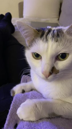 Donne chat mâle Adulte – Chat / Chaton à donner à Paris (75) (photo 3)
