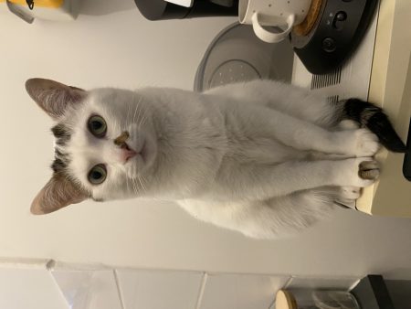 Donne chat mâle Adulte Donne chat mâle Adulte – Chat / Chaton à donner à Paris (75)