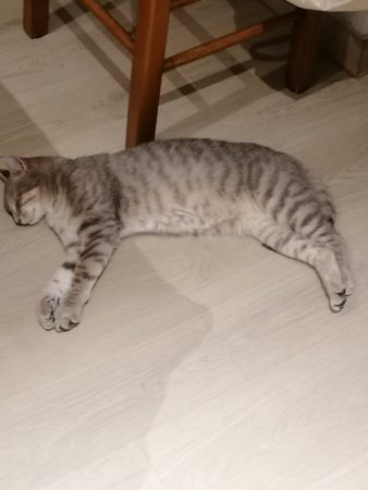 Donne chat mâle castré certainement abandonné, je l'ai recueilli mais il a grand besoin d'un extérieur. – Chat / Chaton à donner à Feillens (01) (photo 2)