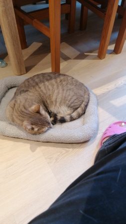 Donne chat mâle castré certainement abandonné, je l'ai recueilli mais il a grand besoin d'un extérieur. – Chat / Chaton à donner à Feillens (01) (photo 3)
