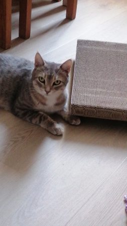 Donne chat mâle castré certainement abandonné, je l'ai recueilli mais il a grand besoin d'un extérieur. – Chat / Chaton à donner à Feillens (01)