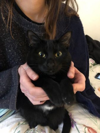 Donne chat noir – Chat / Chaton à donner à Toulouse (31) (photo 2)