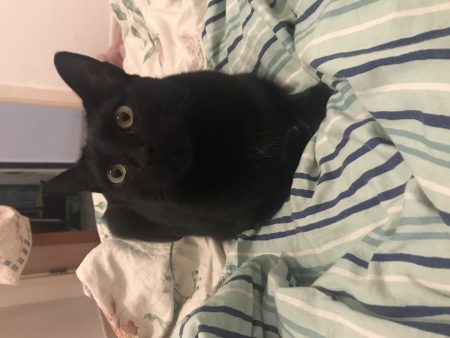 Donne chat noir – Chat / Chaton à donner à Toulouse (31) (photo 3)