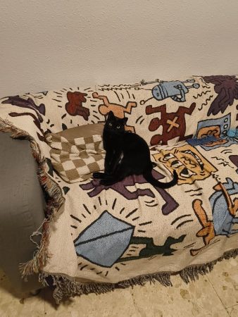 Donne chat noir – Chat / Chaton à donner à Toulouse (31)