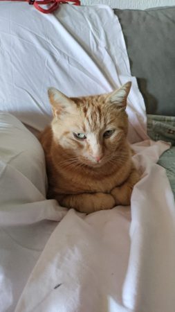 Donne chat roux suite décès – Chat / Chaton à donner à Narbonne (11)