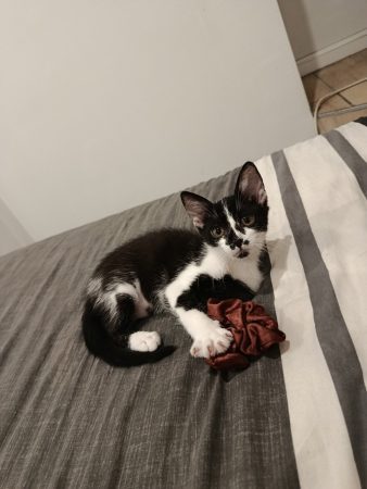 Donne chaton femelle de 5 mois – Chat / Chaton à donner à Saint-Chamond (42) (photo 2)