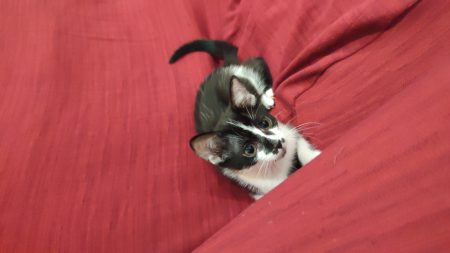 Donne chaton femelle de 5 mois – Chat / Chaton à donner à Saint-Chamond (42) (photo 3)