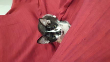 Donne chaton femelle de 5 mois – Chat / Chaton à donner à Saint-Chamond (42) (photo 6)