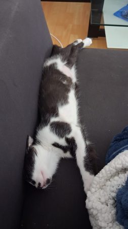 Donne chaton femelle de 5 mois – Chat / Chaton à donner à Saint-Chamond (42) (photo 4)