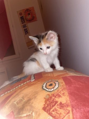 Donne chatonne – Chat / Chaton à donner à Castillon La Bataille (33) (photo 2)