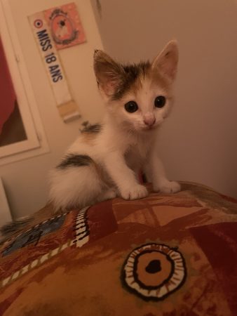 Donne chatonne – Chat / Chaton à donner à Castillon La Bataille (33) (photo 3)