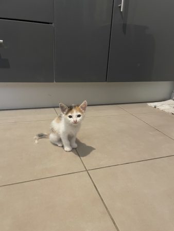 Donne chatonne – Chat / Chaton à donner à Castillon La Bataille (33)