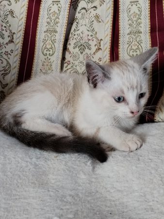 Donne chatons de 2 mois Donne chatons de 2 mois – Chat / Chaton à donner à Loubajac (65) (photo 2)