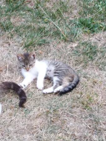 Donne chatons de 2 mois – Chat / Chaton à donner à Loubajac (65)
