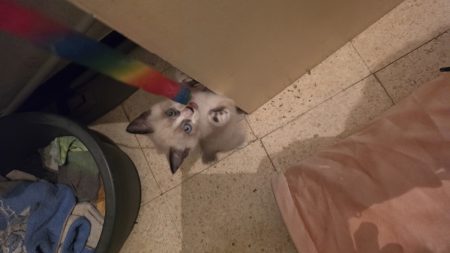 Donne chatons deux mois – Chat / Chaton à donner à Vedène (84)
