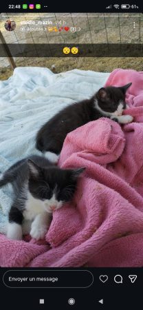 Donne chatons noirs et blancs Donne chatons noirs et blancs – Chat / Chaton à donner à Saint Yrieix La Perche (87) (photo 2)