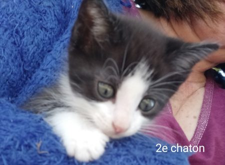 Donne chatons noirs et blancs Donne chatons noirs et blancs – Chat / Chaton à donner à Saint Yrieix La Perche (87) (photo 3)