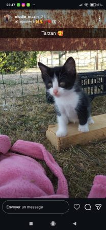 Donne chatons noirs et blancs – Chat / Chaton à donner à Saint Yrieix La Perche (87)