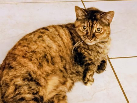 Donne chatte Donne chatte – Chat / Chaton à donner à Redon (35)