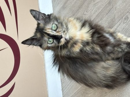 Donne chatte de 3 ans qui a besoin d’un accès exterieur – Chat / Chaton à donner à Binic Etables Sur Mer (Binic) (22)