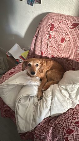 Donne chienne – Chien / Chiot à donner à Cergy (95) (photo 2)