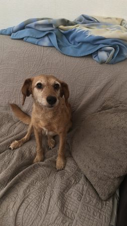 Donne chienne – Chien / Chiot à donner à Cergy (95)