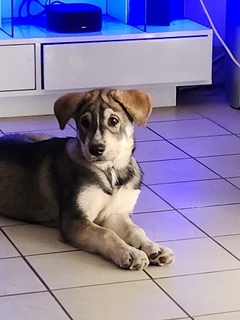 Donne chiot – Chien / Chiot à vendre à Le Pellerin (44) (photo 2)