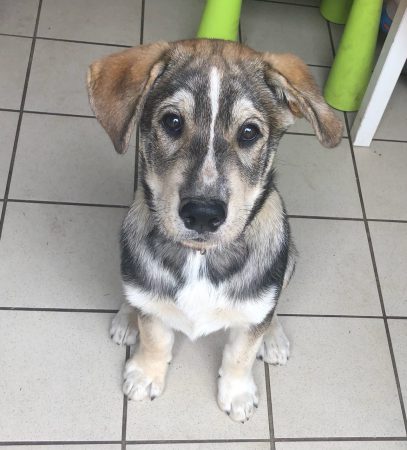 Donne chiot – Chien / Chiot à vendre à Le Pellerin (44)