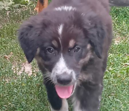 Donne chiot – Chien / Chiot à donner à St Pierre (06)