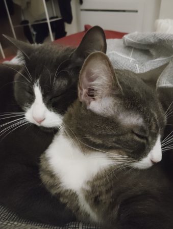 Donne deux chats un frère et une soeur, sociable et affectueux Donne deux chats un frère et une soeur, sociable et affectueux – Chat / Chaton à donner à Lyon-07 (69) (photo 2)