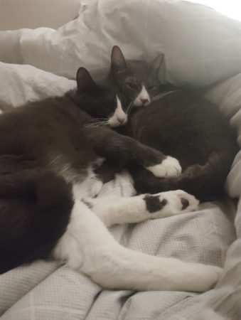 Donne deux chats un frère et une soeur, sociable et affectueux Donne deux chats un frère et une soeur, sociable et affectueux – Chat / Chaton à donner à Lyon-07 (69) (photo 3)