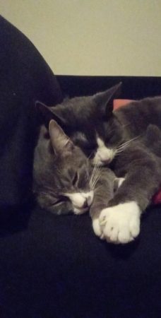 Donne deux chats un frère et une soeur, sociable et affectueux Donne deux chats un frère et une soeur, sociable et affectueux – Chat / Chaton à donner à Lyon-07 (69)