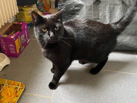 Donne chat mâle de 7 ans – Chat / Chaton à donner à Ponts-Et-Marais (76)