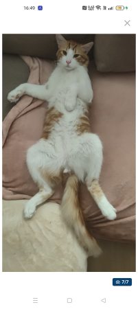 Donne deux frères chat – Chat / Chaton à donner à Paris 13 (75) (photo 2)
