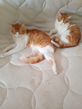 Donne deux frères chat – Chat / Chaton à donner à Paris 13 (75) (photo 3)