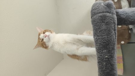 Donne deux frères chat Donne deux frères chat – Chat / Chaton à donner à Paris 13 (75)